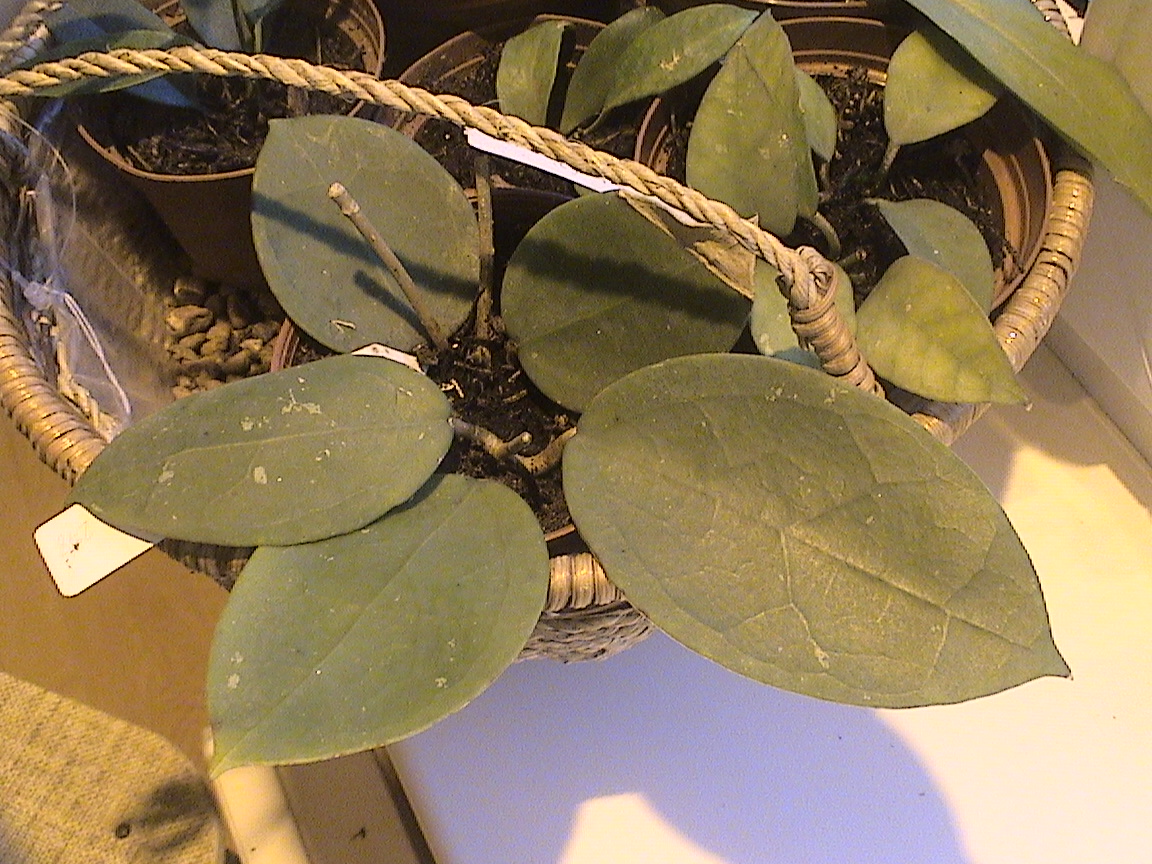 фото хойя Acuta Haworth (Акута, aka Sperlingia verticillata Vahl, verticillata G. Don, ridley)