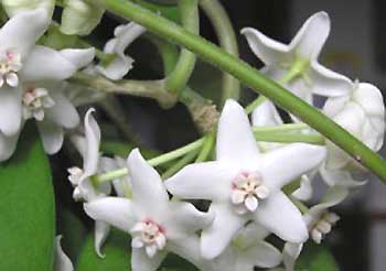 фото хойя Albiflora Zippelius ex Blume(Альбифлора (белоцветковая))