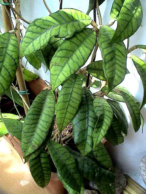 фото хойя Callistophylla Green (Каллистофилла aka Meredithii Green)