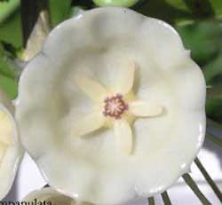 фото хойя Campanulata Blume  (Кампанулата, aka Cystiantha Schlechter, Wallichii (Wight) C. M. Burton, sp. Affinis cystiantha Edward Gilding )