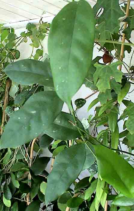 фото хойя Campanulata Blume  (Кампанулата, aka Cystiantha Schlechter, Wallichii (Wight) C. M. Burton, sp. Affinis cystiantha Edward Gilding )