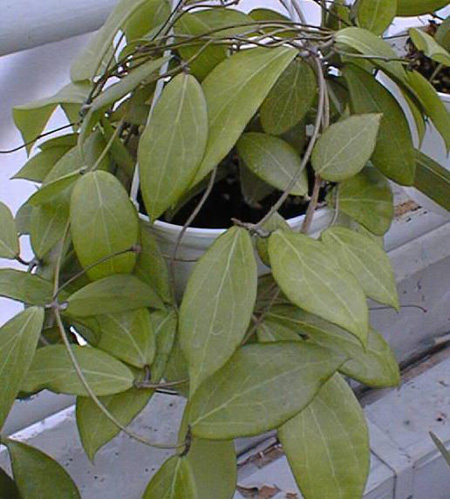 фото хойя Camphorifolia Warburg (Камфорифолия)