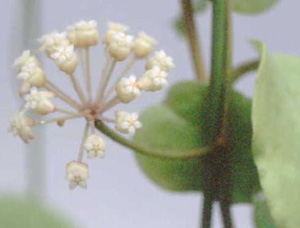 фото хойя Cardiophylla Merrill (Кардиофилла)