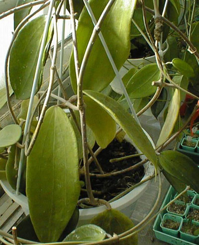 фото хойя Cinnamomifolia Hooker (Чиннамомифолия aka purpureo-fusca Hooker)