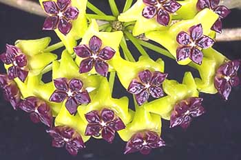 фото хойя Cinnamomifolia Hooker (Чиннамомифолия aka purpureo-fusca Hooker)