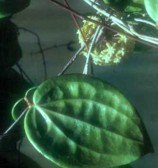 фото хойя Citrina (Цитрина aka Verticillata (Vahl) G. Don, Sperlingia verticillata Vahl, Acuta Haworth )