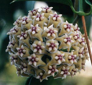 фото хойя Coriacea Blume (Кориаси aka Maingayi, Angustisepala Schlechter ex C. M. Burton, Mindanaensis Elmer)