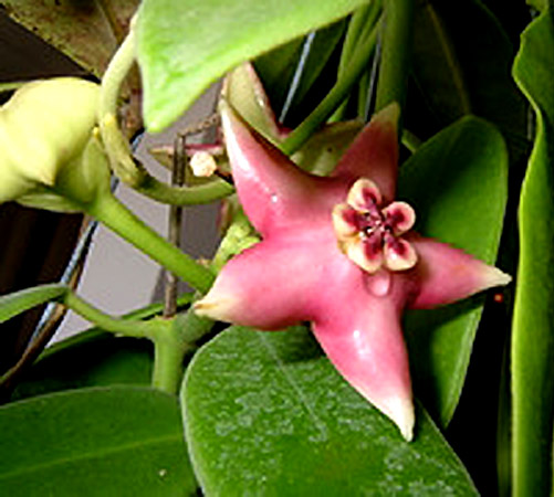 фото хойя Coronaria Blume (Коронария)
