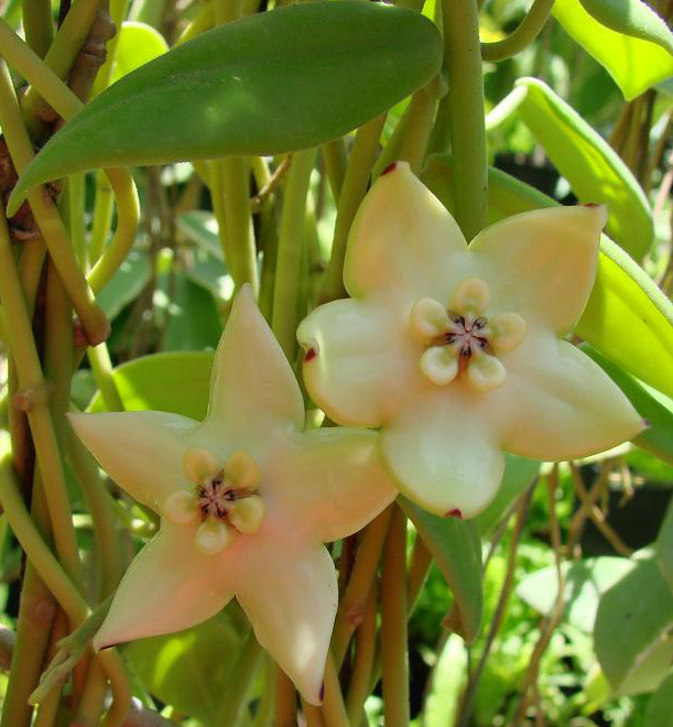 фото хойя Coronaria Blume (Коронария)