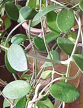 фото хойя Crassipes (Крассипес aka Diversifolia Blume, El-nidicus Kloppenburg, Liangii)
