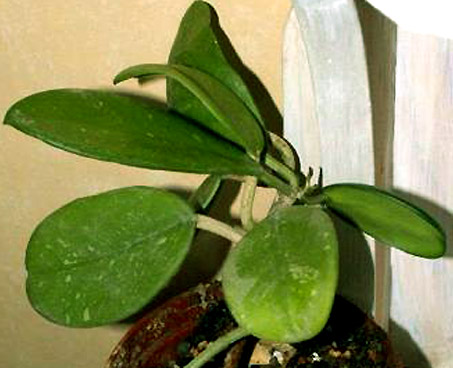 фото хойя Crassipes (Крассипес aka Diversifolia Blume, El-nidicus Kloppenburg, Liangii)