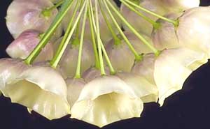 фото хойя Cystiantha Schlechter (Цистианта, aka Wallichii (Wight) C. M. Burton, sp. Affinis cystiantha Edward Gilding, Campanulata Blume )