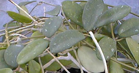фото хойя Diversifolia Blume (Диверсифолия aka Crassipes, El-nidicus Kloppenburg, Gonoloboides, Heterophilla, Liangii)