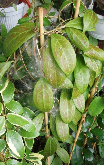фото хойя Erythrostemma Kerr (Эритростемма aka mindorensis ssp. erythrostemma Kloppenburg )