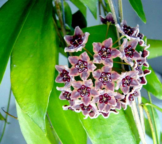 фото хойя Globiflora(Глобифлора)