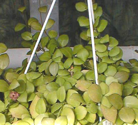 фото хойя Heuschkeliana Kloppenburg (Хескелиана aka heuschkeliana ssp. cajanoae Kloppenburg & Siar)