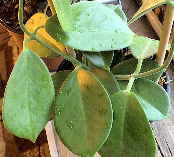 фото хойя Keysii H. australis ssp. (Кейси (аустралис Кейсии))
