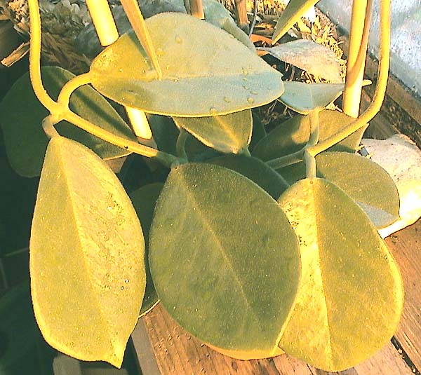 фото хойя Keysii H. australis ssp. (Кейси (аустралис Кейсии))
