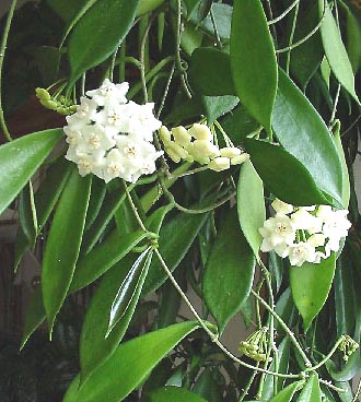 фото хойя Longifolia Wallich ex Wight (Лонжифолия aka stoneiana Kloppenburg & Siar )