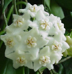 фото хойя Longifolia Wallich ex Wight (Лонжифолия aka stoneiana Kloppenburg & Siar )