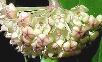 фото хойя Macrophylla Blume (Макрофилла aka clandestina Blume, browniana Koorders)