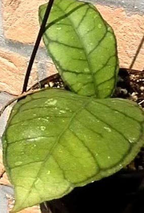 фото хойя Meredithii Green (Мередити aka callistophylla Green )