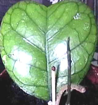 фото хойя Meredithii Green (Мередити aka callistophylla Green )