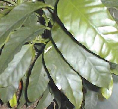 фото хойя Multiflora (Мультифлора)