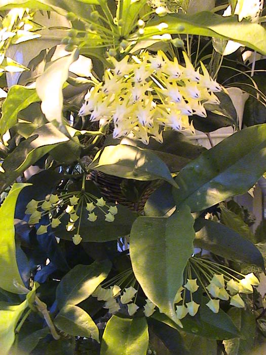 фото хойя Multiflora (Мультифлора)