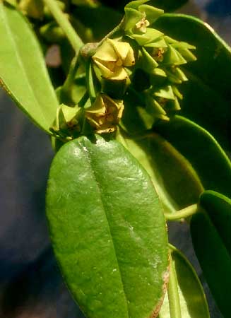 фото хойя Obtusifolia Wight (Обтусифолия aka teysmanniana Miquel)