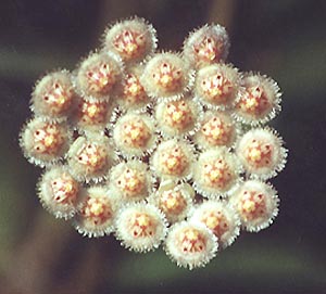 фото хойя Parviflora (Парвифлора)