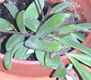фото хойя Parvifolia Schlechter (Парвифолия aka sp. Sarawak)