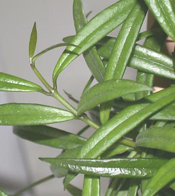 фото хойя Pauciflora Wight (Паусифлора aka wightiana Thwaites)