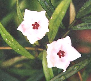фото хойя Pauciflora Wight (Паусифлора aka wightiana Thwaites)