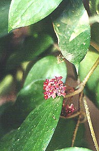 фото хойя Purpureofusca Hooker (Пурпуреофуска aka cinnamomifolia var. purpureo-fusca Hooker ex. Kloppenburg)