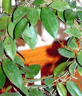 фото хойя Ridleyi (Ридли aka acuta Haworth, sperlingia verticillata Vahl )