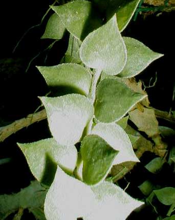 фото хойя Ruscifolia (Русифолия)