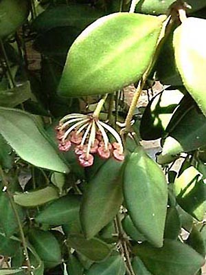 фото хойя Tsangii Burton ex Kloppenburg (Тсанги aka Honeydew, lucyae Kloppenburg & Siar, angustifolia Elmer)